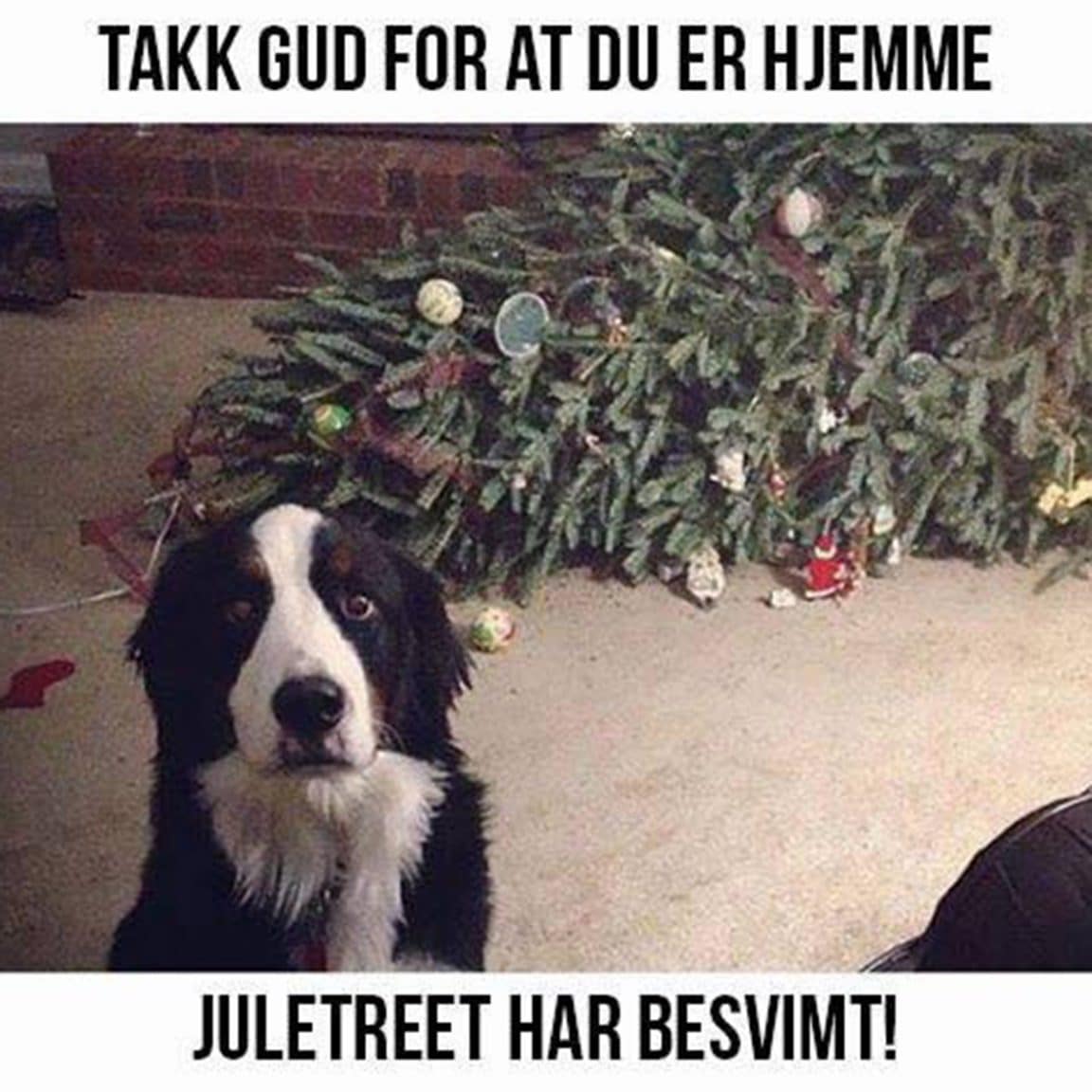 V Hvordan Ta Vare På En Hund I Sengen