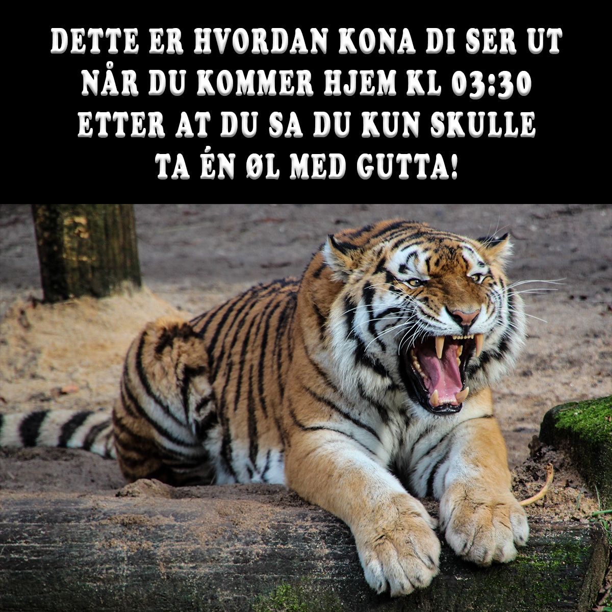 morsomme-bilder-av-dyr-vitser-og-g-ter