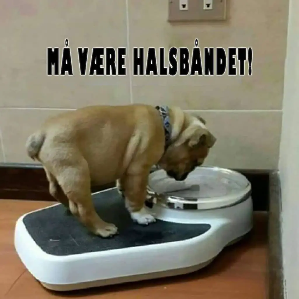 Hund som står på vekten