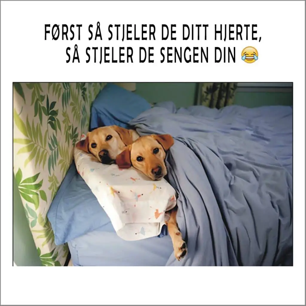 Hunder som har stjålet sengen